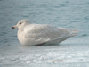 Glaucous Gull