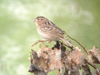 Grasshopper Sparrow