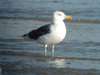 Great Black-backed Gull