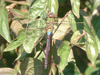 Green Darner