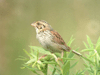 Henslow's Sparrow