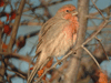 House Finch