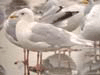 Kumlien's Iceland Gull (adult)