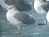 Kumlien's Iceland Gull (adult)
