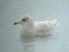 Kumlien's Iceland Gull (first Year)