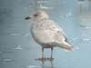 Kumlien's Iceland Gull (first year)