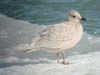 Kumlien's Iceland Gull (first year)