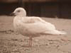 Kumlien's Iceland Gull (first year)