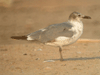 Laughing Gull