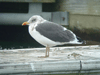 Lesser Black-backed Gull