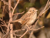 Lincoln's Sparrow
