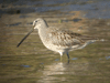 Long-billed Dowitcher
