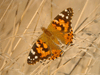 Painted Lady