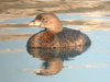 Pied-billed Grebe