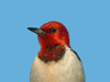 Red-headed Woodpecker