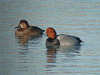 Redheads