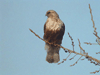 Rough-legged Hawk