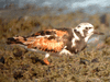 Ruddy Turnstone