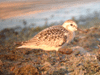 Sanderling