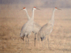 Sandhill Cranes