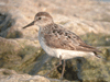 Semipalmated Sandpiper