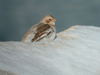 Snow Bunting