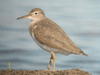 Spotted Sandpiper