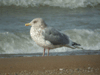 Thayer's Iceland Gull  (adult)
