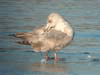 Thayer's Iceland Gull  (second year)