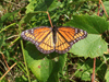 Viceroy