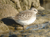 White-rumped Sandpiper