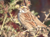 White-throated Sparrow