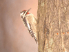 Yellow-bellied Sapsucker